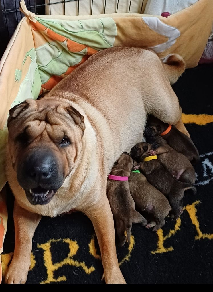 chiot Shar Pei Of Papoupei's World