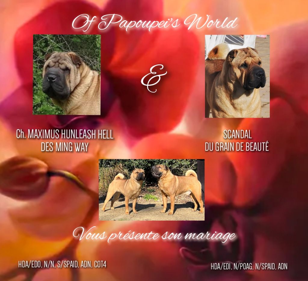 Of Papoupei's World - Bonne nouvelle en Picardie